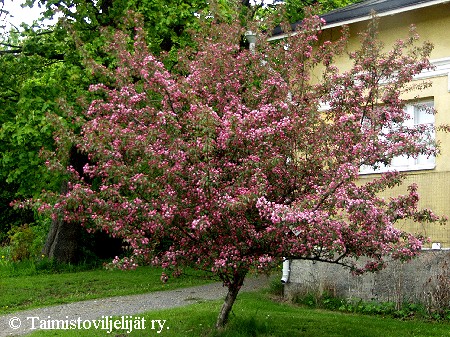 Malus Purpurea-Ryhmä 'Makamik'